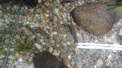 Besatz im Aquarium Namenlos