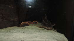 Besatz im Aquarium Namenlos