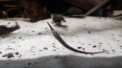 Besatz im Aquarium Namenlos