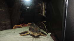 Besatz im Aquarium Namenlos