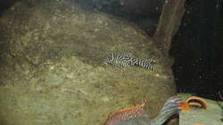 Besatz im Aquarium Namenlos