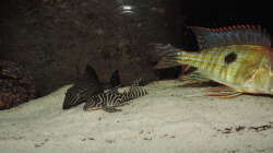 Besatz im Aquarium Namenlos