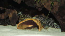 Besatz im Aquarium Namenlos