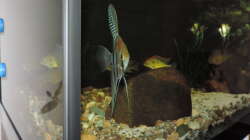 Besatz im Aquarium Namenlos