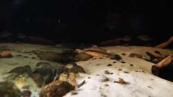 Besatz im Aquarium Namenlos