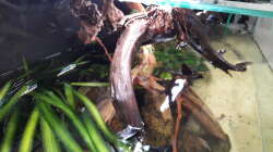 Dekoration im Aquarium Namenlos