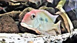 Besatz im Aquarium Namenlos