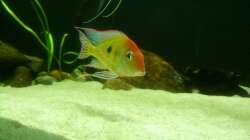 Besatz im Aquarium Namenlos