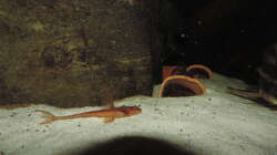 Besatz im Aquarium Namenlos