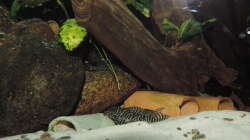 Besatz im Aquarium Namenlos