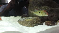 Besatz im Aquarium Namenlos