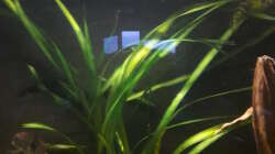 Pflanzen im Aquarium Namenlos