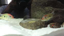 Besatz im Aquarium Namenlos