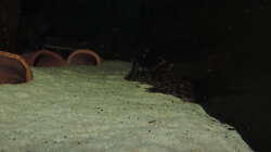 Besatz im Aquarium Namenlos