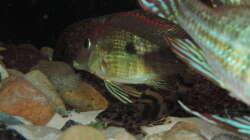 Besatz im Aquarium Namenlos