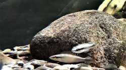 Besatz im Aquarium Namenlos