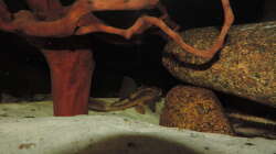 Besatz im Aquarium Namenlos