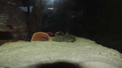 Besatz im Aquarium Namenlos