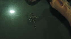 Besatz im Aquarium Namenlos