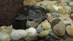 Besatz im Aquarium Namenlos