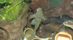 Besatz im Aquarium Namenlos