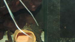 Besatz im Aquarium Namenlos