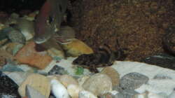 Besatz im Aquarium Namenlos