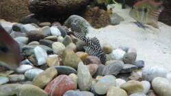 Besatz im Aquarium Namenlos