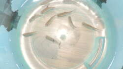 Besatz im Aquarium Namenlos