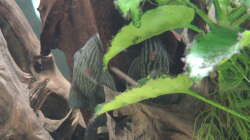 Besatz im Aquarium Namenlos