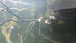 Dekoration im Aquarium Namenlos