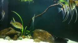 Besatz im Aquarium Namenlos