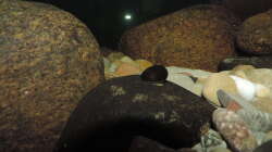 Besatz im Aquarium Namenlos