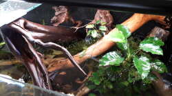 Dekoration im Aquarium Namenlos