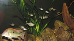 junge und alte Kirschflecken