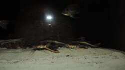 Besatz im Aquarium Namenlos