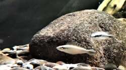 Besatz im Aquarium Namenlos