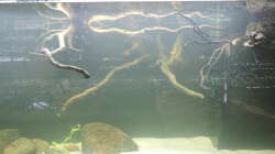 Dekoration im Aquarium Namenlos