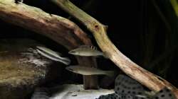 Besatz im Aquarium Namenlos