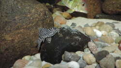 Besatz im Aquarium Namenlos