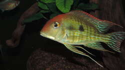 Besatz im Aquarium Namenlos