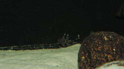 Besatz im Aquarium Namenlos