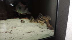 Besatz im Aquarium Namenlos