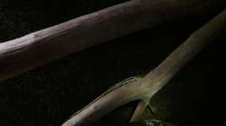 Besatz im Aquarium Namenlos