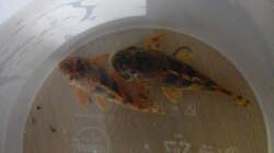 Besatz im Aquarium Namenlos