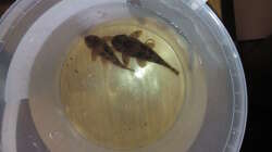 Besatz im Aquarium Namenlos