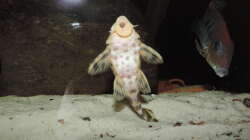 Besatz im Aquarium Namenlos