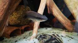 Besatz im Aquarium Namenlos