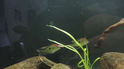 Besatz im Aquarium Namenlos