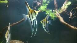 Besatz im Aquarium Namenlos